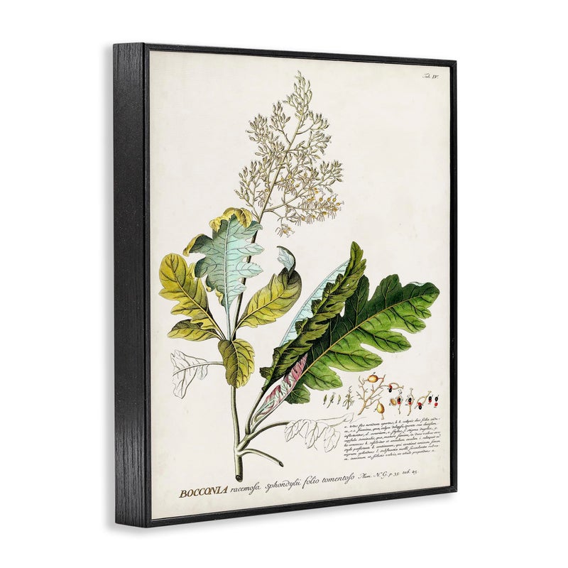 Stupell Industries Botanical Plant Illustration Leaves Vintage Design Black Framed Wall Art, Multi-Color, 24 x 30 - Image 3